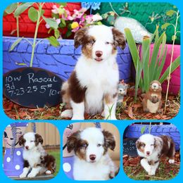 Rascal......Cedric Diggory - Red merle male Miniature Australian Shepherd puppy in Levelland, Texas from Once Upon a Time Aussies