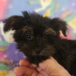 Dolly - Blue and gold female Yorkshire Terrier puppy in Dayton, Ohio from Little Yorkie Babies