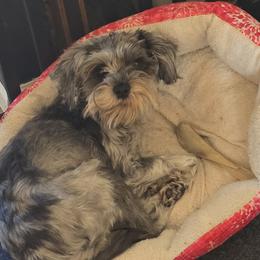 Schnoodles from Stormi Sky Schnoodles