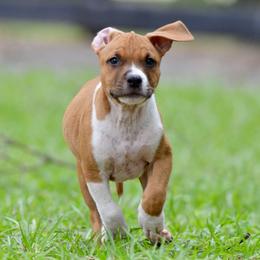 The Gentle Companion - Red male American Staffordshire Terrier puppy in St. Augustine, Florida from LBK & Ancient City