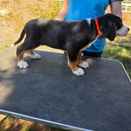 Red - Black, white and red male Greater Swiss Mountain Dog puppy in Cornelius, Oregon from Hoberg's GSMD