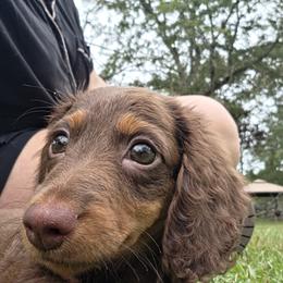 Dachshund Puppies from Shelby Stewart