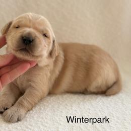 Winter Park- black collar - Golden male Golden Retriever puppy in Colorado Springs, Colorado from Mercy Mountain Bernedoodles