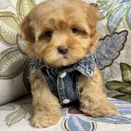 Male5 112825 - Apricot male Maltipoo puppy in Bakersfield, California from Silvia's Maltipoos