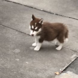 Husky 2 - Red and white female Siberian Husky puppy in Lakeland, Florida from Husky Breeder of Central Florida