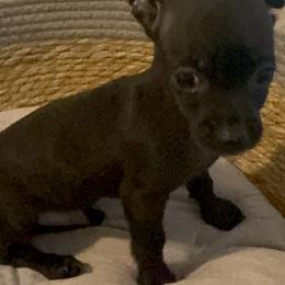 Mr Blacky 1888 toy size - Black male Chihuahua puppy in Las Vegas, Nevada from Quality Poms Chihuahua Yorkies of Las vegas