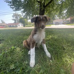 Boy 4 - Toy Australian Shepherd puppy in Marshall, Missouri from Schuber's Stockdogs