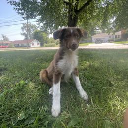 Boy 4 - Toy Australian Shepherd puppy in Marshall, Missouri from Schuber's Stockdogs