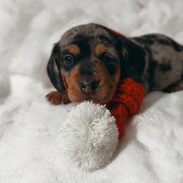 Sylvester - Dapple male Dachshund puppy in San Diego, California from Enchantables