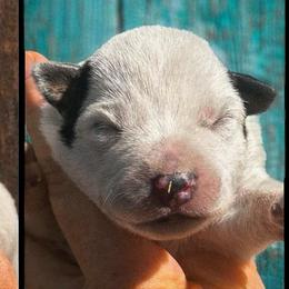 Black Ear patch girl - Blue speckled female Australian Cattle Dog puppy in Kalispell, Montana from BTR Australian Cattle Dogs