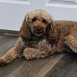 Goldendoodles and Poodles from Carriage House Toy Doodles and Poodles