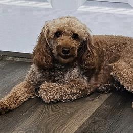 Goldendoodles and Poodles from Carriage House Toy Doodles and Poodles