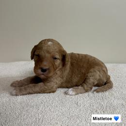 Mistletoe - Red  male Goldendoodle puppy in Crothersville, Indiana from Wischmeier’s Doodles