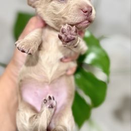 Marshmallow 3700 - Cream female Dachshund puppy in Winter Haven, Florida from Dreamwork Dachshunds