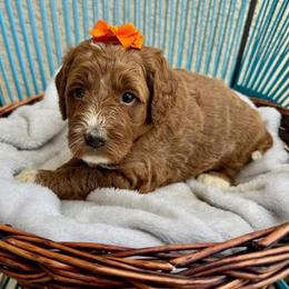 Orange Collar - Parti female Assorted Doodle Crosses puppy in Marysville, California from Dailey Doodles and Dachshunds