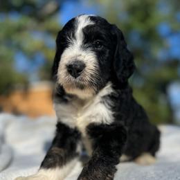Falstaff - Tri-color male Bernedoodle puppy in Osage City, Kansas from Golden Ridge Goldens
