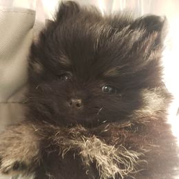 Heaven - Black and tan Pomeranian puppy in Eureka Springs, Arkansas from Maple Hills Poms