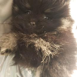 Heaven - Black and tan Pomeranian puppy in Eureka Springs, Arkansas from Maple Hills Poms