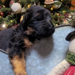 Orange Collar - Male - Black and red male German Shepherd puppy in Charlotte, North Carolina from Zuflucht K9s