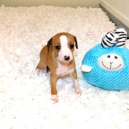 Nate' Male 5 - Red male Italian Greyhound puppy in Caryville Fl And Sparta Tn, Tennessee from Summerwind Kennel