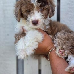 Jalapeño - Red merle female Aussiedoodle puppy in Lithia, Florida from Waterford Doodle Farm