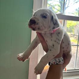 Periwinkle - White and liver brown female Dalmatian puppy in Wilson, North Carolina from New Horizonz Dalmatians