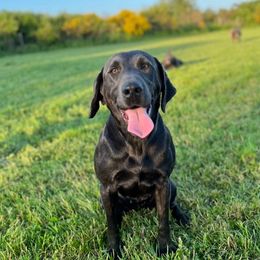 Cricket - Dilute Retriever