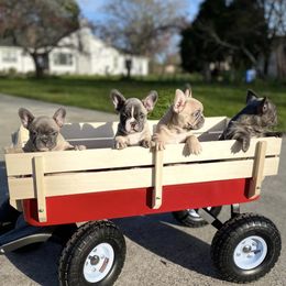 French Bulldog Puppies from Bennett’s Bullies