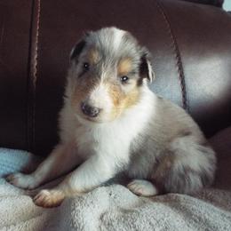 Jasper - Blue merle and white male Collie puppy in New Mexico from Red Canyon