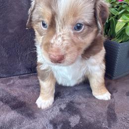 Boy 3 - Red merle male Miniature Australian Shepherd puppy in Artesia, New Mexico from Rocking Aussies