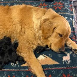 Brindle Girl 1 - female Golden Mountain Dog puppy in Loveland, Colorado from Grateful Bernese & Gage's Goldens