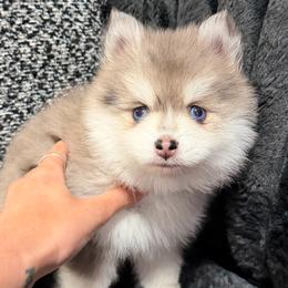 Pomsky puppies from Pomsky Pack & Co