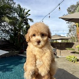 Girl 1 - Apricot female Poodle puppy in San Diego, California from Goldendoodles & Poodles of San Diego