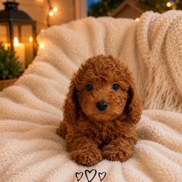 Ace - Red  male Goldendoodle puppy in Warrensburg, Missouri from Supreme Doodles
