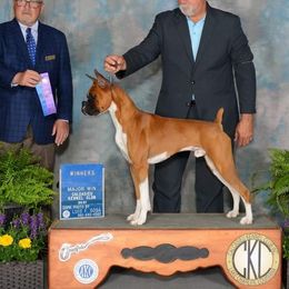 Mercury - Boxer