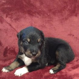 German Shepherd and Miniature Australian Shepherd Puppies from Central Florida Shepherds