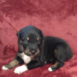German Shepherd and Miniature Australian Shepherd Puppies from Central Florida Shepherds