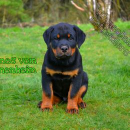 Rottweiler Puppies from Titanenheim Rottweilers