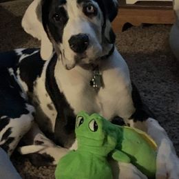 Great Dane Puppies from Gentle Giants of Tennessee Great Danes