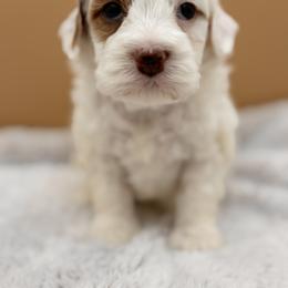 Hot Pink - Red female Australian Labradoodle puppy in Antelope, California from Adorable Labradoodle