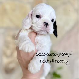Girl 1 - Black and white female Cocker Spaniel puppy in Texas from Sisu Cockers