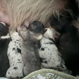 Miniature American Shepherd puppies from Calyx Miniature American Shepherds
