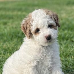 Blue boy - Parti male Goldendoodle puppy in Inman, South Carolina from Mossy Doodles LLC