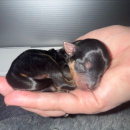 Ivy - Black and gold female Yorkshire Terrier puppy in Prescott Valley, Arizona from Bragg’s Yorkies