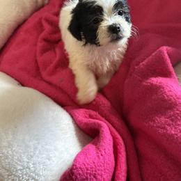 Maltipoo Puppies from Kirksey Texas Elite Maltidoodles