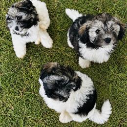 Havanese puppies from Happytailspuppies