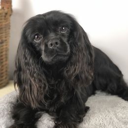 Chia - Cavalier King Charles Spaniel