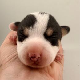 Cantore - Black and white male Cardigan Welsh Corgi puppy in Bland, Missouri from Shadey Lane Corgis