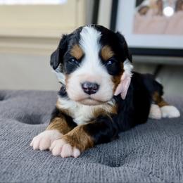 Funny Girl - Tri-color female Bernedoodle puppy in Murray, Utah from Sun Valley Doodles