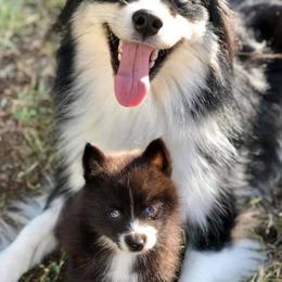 Pomskies from Red Rock Ranch Breeders